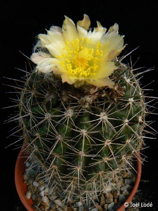 Copiapoa coquimbana vulgata PS ex KK1390 ©JLcoll.4845